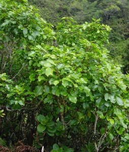 Cheirodendron-trigynum-plantLARGE