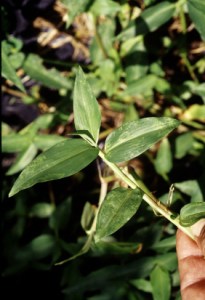 Hono hono (honohono1.jpg)