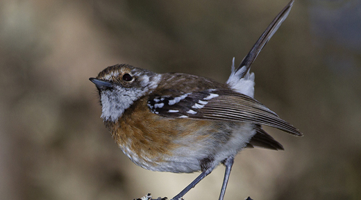 elepaio 520x289 Clark