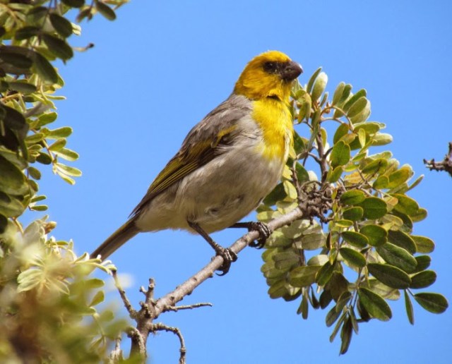 Palila-J.-Bauer-IMG_5001a