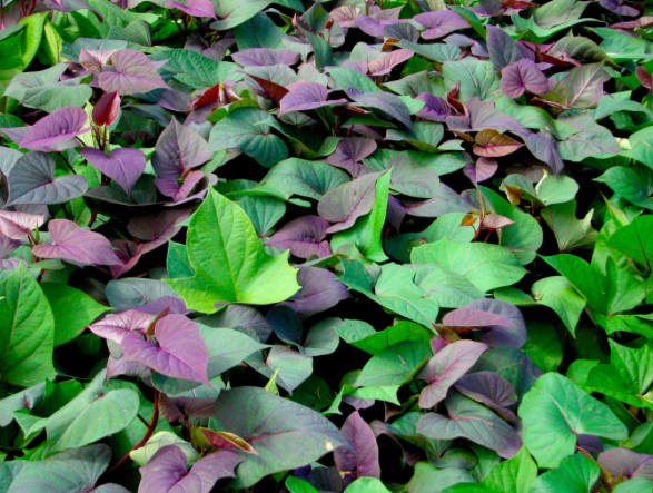 Screen Shot 2016-03-09 at 8.00.29 AM