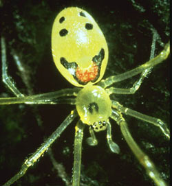 fc-img-happy-face-spider-small.jpg
